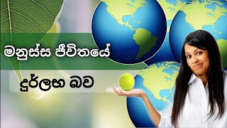 තිරිසන් ලෝකය පෘථිවි ගෝලයක් සයිස් නම් මනුස්ස ප්‍රජාව ටෙනිස් බෝලයක් තරම් ඇති!!