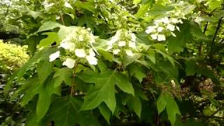 【一分動画】　🌳花シリーズ　カシワバアジサイ　柏葉紫陽花　（アジサイ科）🌷