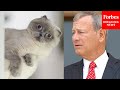 'They Give You A Bunch Of Cat Videos': John Roberts Responds To Lawyer On YouTube Recommendations