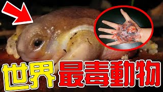 全世界最毒的10種動物！第一名1滴毒液能殺15000人！中國人卻頓頓都要吃！|#人类之最top #top #top10 #盤點 #動物