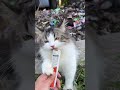 rescue anak kucing tapi kebalikannya 😅 kucingkucinglucu kucinglucu kitten rescuecat