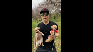 なんでそんなに犬飼ってるんですか？ #Shorts