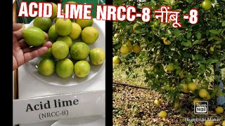 22. NRCC 8 LIME , NRCC NIMBU एनआरसीसी नींबू की नई वैरायटी जो कि गुच्छे में नींबू लगते है