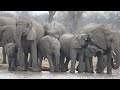 halali resort etosha park namibia the least popular camp in etosha but my favourite