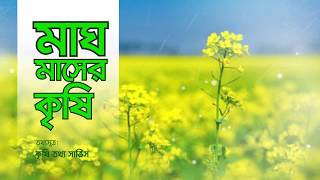 দেখে নিন মাঘ মাসের কৃষির জন্যে প্রয়োজনীয় কার্যক্রম সমূহ