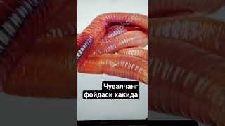 чувалчанг#фойдаси#хакида#малумот