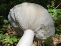 russula heterophylla