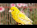 Beautiful Yellow Canary Powerful Song For Training Canaries