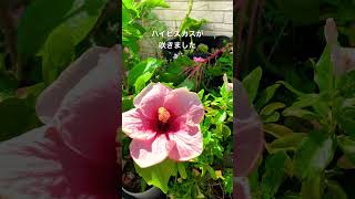 夏の花ハイビスカスで南国気分~ #shorts #ガーデニング #園芸 #植物 #夏の花 #ベランダガーデニング #ハイビスカス #庭 #庭の花