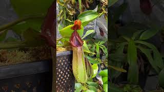 The spectacular Nepenthes Truncata Titan x Giant! #shorts