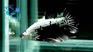 9/1【DC短鯛坊】黑武士PK公鬥魚（PK Betta）No.S205【ShowBetta】​⁠@dcasfish