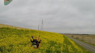 菜の花 Rapeseed in Ibaraki Prefecture