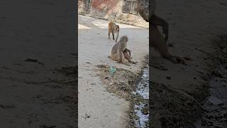 Ram Ayodhya | #monkey #monkeyvideo #shorts #shortsfeed #funny #youtubeshorts #viral