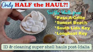 EPIC HAUL! Post Idalia Shells HALF the Haul - part 3 in the series