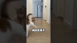 猫咪在家跑酷，你一定要注意！！！#新手养猫  #科学养宠攻略 #养猫经验分享 #猫咪跑酷 猫奴十三