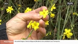 Des floraisons précoces au parc Tête d'Or