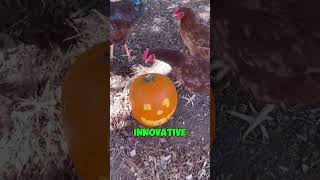 She Let Chickens Carve Her Pumpkin!