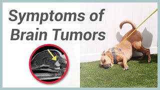 Symptoms of Brain Tumors in Dogs
