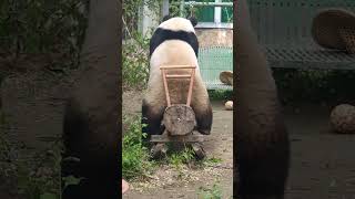 萌兰：骑上我心爱的小摩托！#萌兰#熊猫 #panda #shorts