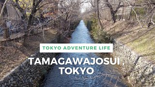 Walking Around Tokyo (Tamagawajosui) 玉川上水