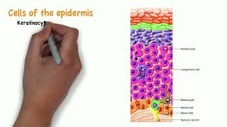 Sistem Intergumen Anatomi Organ Praktikum Kelompok 1