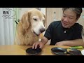 celebrate anniversary wedding anniversary　Ｇolden retriever