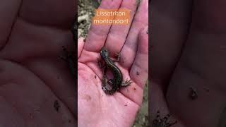 Тритон карпатський. Lissotriton montandoni. Carpathian newt