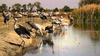 Darvak egy napja pusztai itatónál / Cranes in Hortobágy (2011.10.04.)