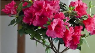 Azalea plant care/How to grow Azalea/Azalea plant more flower