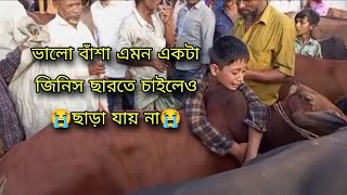 গরু বিক্রি করে বিক্রেতার ছেলে কিছুতেই গরু ছাড়তে চাইতেছে না 😭🥺।।কোরবানির গরু 2023