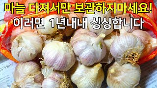 싹난마늘 안깐마늘 보관법! 1년이 지나도 생생하게 마늘 맛과 색이 유지됩니다.