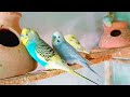 Beautiful Budgies 🦜✨ | Cozy and Relaxing Sounds