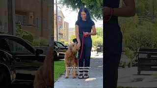 Goldendoodle leash training session