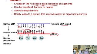 Ch 7 microbial genetics II Mutations Su 20