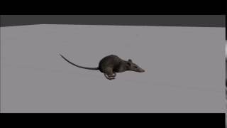 Animation - Rat