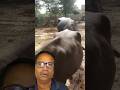 AMAZING BUFFALO MEETING LIVE #buffalo #cow #animals #funny #shortsvideo #viralshorts #ytshorts#video