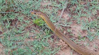 Sara pambu (rat snake) rescued