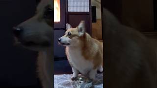 薪ストーブ前の朝食に駆けつけるコーギー / A corgi dashing to the wood stove for breakfast #corgi #コーギー #サクラ