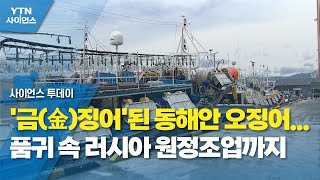 '금(金)징어'된 동해안 오징어...품귀 속 러시아 원정조업까지 / YTN 사이언스