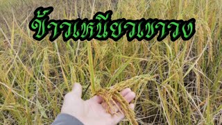 ข้าวเหนียวเขาวง|วรินทร์ฟาร์ม