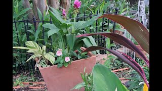 Garden With Me | Gardening In Dapple Shade With A Tropical Flair