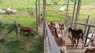 ilang beses ba natin papaanakin ang ating inahing kambing, yan po ang ating sasagutin Ngayon.