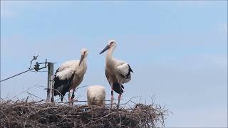 20230627コウノトリ幼鳥(広島県世羅町)