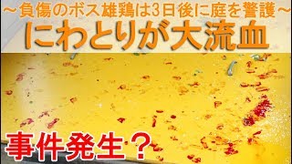 ニワトリが大流血～緊急事態？足指の爪を折ったボス雄鶏は3日後に庭を警護～