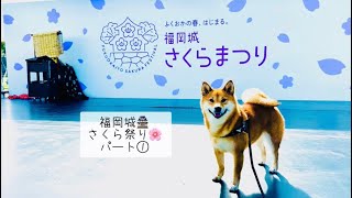 福岡城さくら祭り🌸福ちゃん🐕会場案内します💁‍♀️