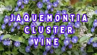 Jacquemontia Cluster Vine: The Ultimate Guide to Propagation, Care, and Growth