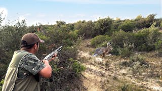 Chasse Perdrix et lievre au maroc | Partridge Hunting (2024-2025) - صيد الحجل البري بالمغرب