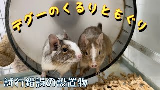 デグーのくるりともぐり　飼い主の試行錯誤