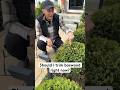 Should I trim boxwood right now? Here’s what you SHOULD do! #shorts