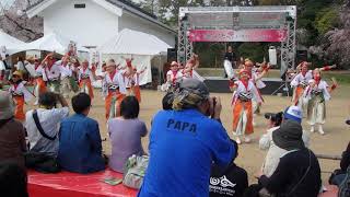 京都山城みつば家　第十四回京都さくらよさこい　二条城会場(PAPAじゃま・笑）